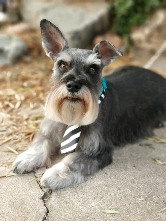 Happy dog after a full groom