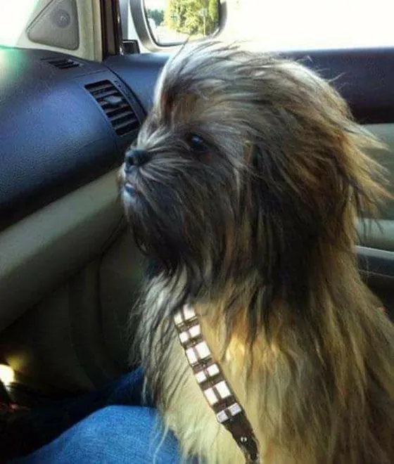 Dog with a fluffy Chewbacca-style cut