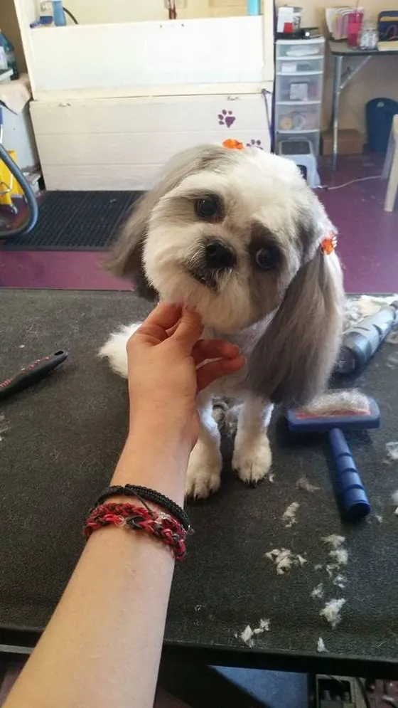 Cute dog after a fresh haircut