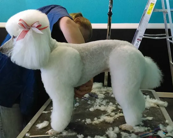 Freshly groomed poodle