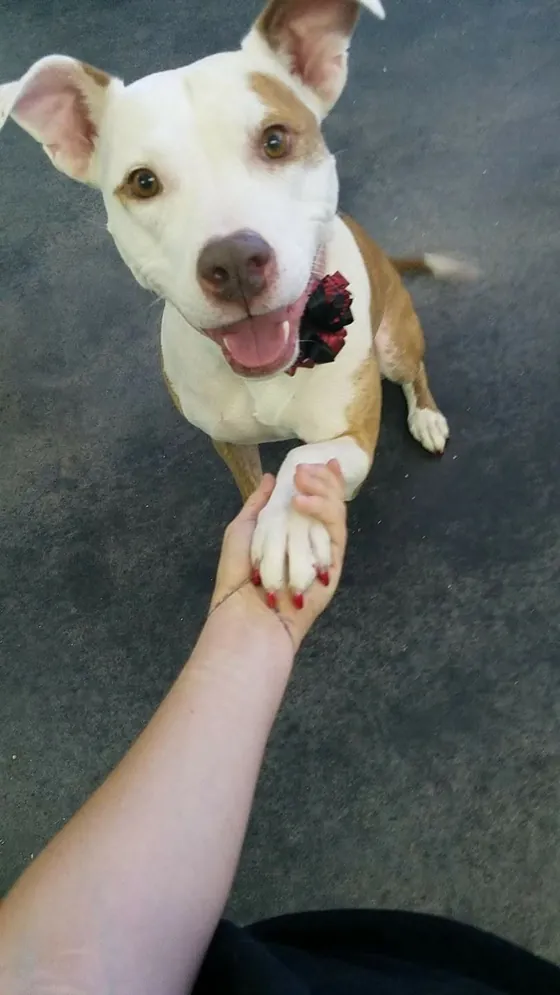 Adorable puppy after a nail trim